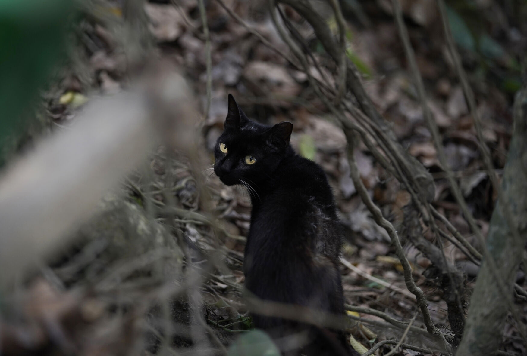 Island of the Cats